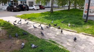 На голубей посмотрим. 07.05.2026