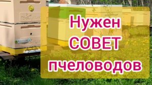 Нужен совет пчеловодов.
