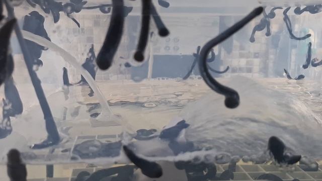Пиявки отборные https://zdorov100let.ru/