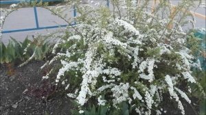Цветочная клумба. 26.04.2026