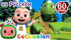 Раз, Два, Три - Морская Фигура Замри # Сборник 1 Час # CoComelon на русском — Детские песенки