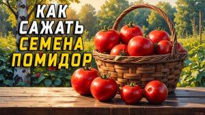Как сажать семена помидор