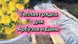 07-05-2026Делаю теплую грядку для Арбузов  и Дынь и не только😉Собрала одуванчики на варенье🤗