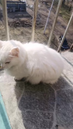 Сообщение великому принцу северграду семнадцатому