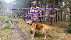 Русская гончая Альф 836М-23/0017-1-рг вл. Жуков А.И. диплом II ст. з/б. #охотасгончей #топ #hunting