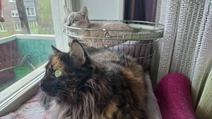 КОШЕЧКИ ГОТОВЯТСЯ КО СНУ ОЧЕРЕДНОМУ