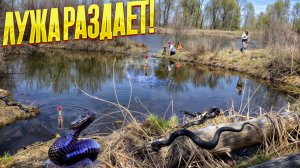 Эта лужа кишит карасями! Опасные змеи шипят и лезут к нам! Карась на поплавок - лучшая рыбалка!