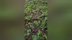 ТАЩИМ КОЛЁСА ЛЕБЁДКОЙ ИЗ ЗЕМЛИ