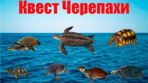 квест черепахи