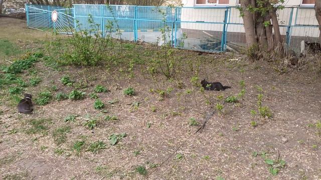 Разгулялись котики. смотреть онлайн
