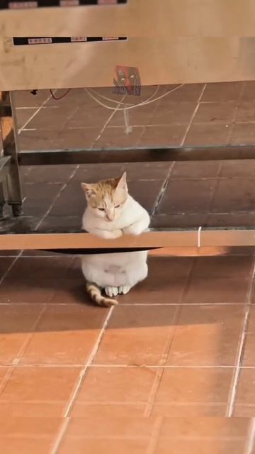 Милота да и только 🥰🫶🐱