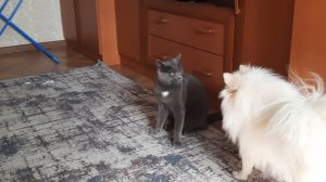 Игры кошки и собаки