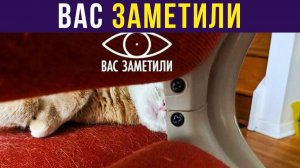 ВАС ЗАМЕТИЛИ) Приколы