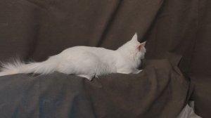 Зима Чаритон Кун