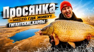 РАЗЛИВ | ПРОСЯНКА! Карповые водоемы России. Документальный фильм Carptoday