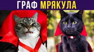 ГРАФ МРЯКУЛА) Приколы с котами