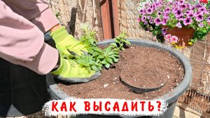 Высадка петунии Опера в разные объемы 20 и 30л. Опера Лемон Опера Пинк Морн и Опера Парпл