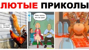 Лютые приколы. Петух и кот