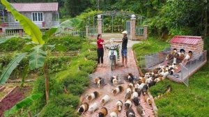 Продаю морских свинок после выращивания. Ухаживаю за животными и огородом. Серия 99. Ли Фук Ви