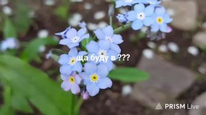 Бс