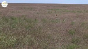 В заповеднике «Черные земли» начался отел сайгаков
