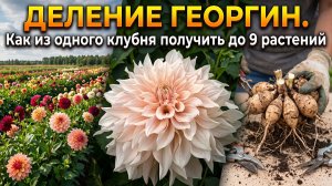 Деление  георгин. Как из одного корня  получить  до 9 растений.
