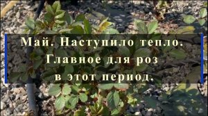 Май. Наступило тепло. Главное для роз в этот период.