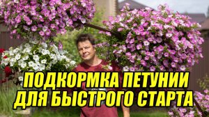 Подкормка петунии для быстрого старта