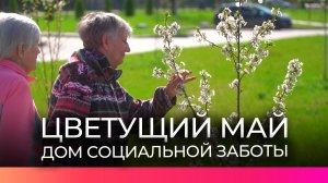 В Великом Новгороде продолжают создавать вишнёвую аллею в преддверии Дня Победы