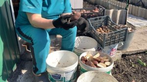 Нарезаю картошку для посадки.