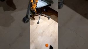мемы