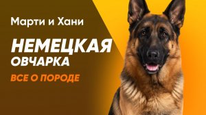 ВСЕ О ПОРОДЕ НЕМЕЦКАЯ ОВЧАРКА / ИСТОРИЯ ПОРОДЫ / РАБОЧИЙ И ШОУ ТИП / ГДЕ КУПИТЬ ЩЕНКА?