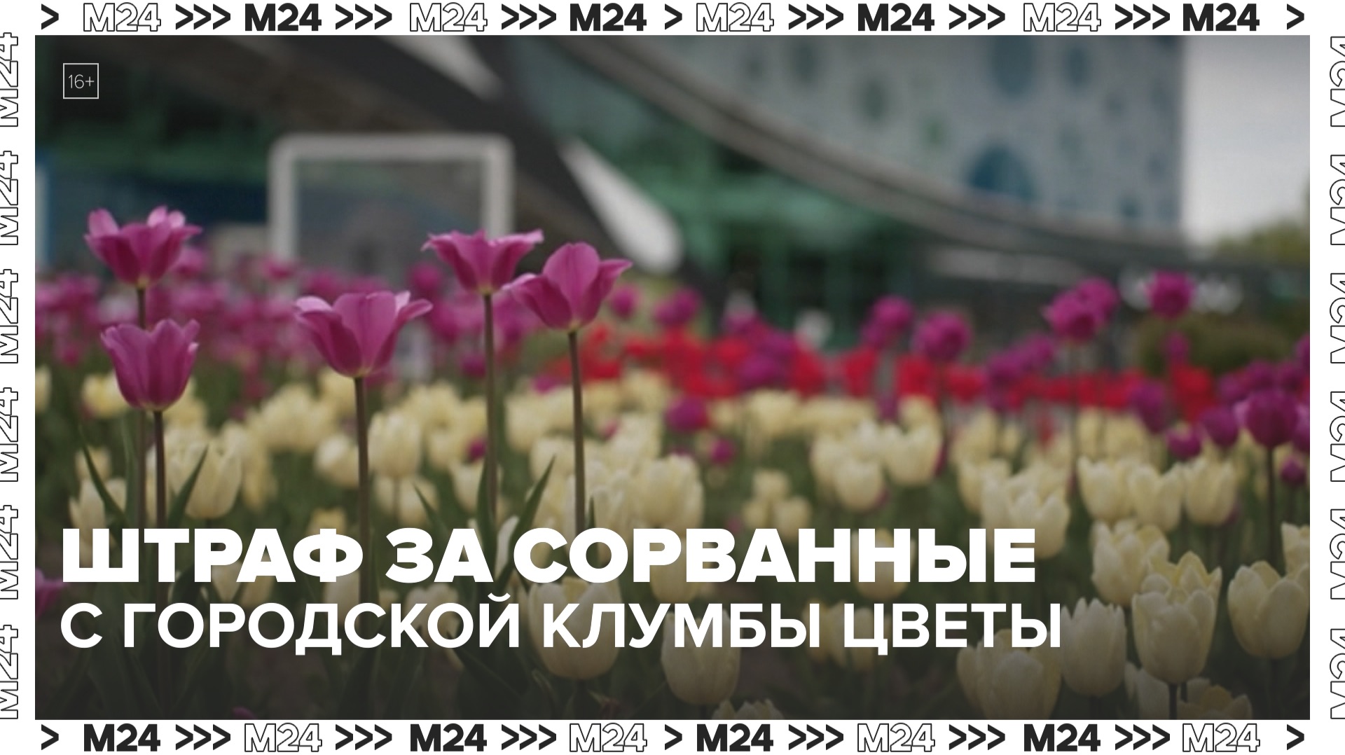 Какой штраф грозит за сорванные с городской клумбы цветы? — Москва 24