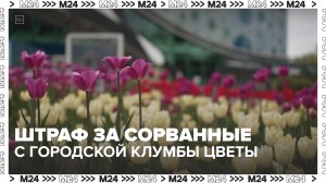 Какой штраф грозит за сорванные с городской клумбы цветы? — Москва 24