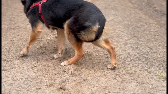 Собака, которая выбрала жить