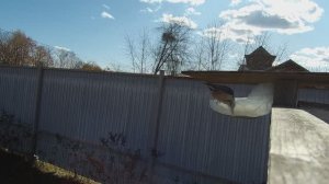 6 соток. Кормим пернатых