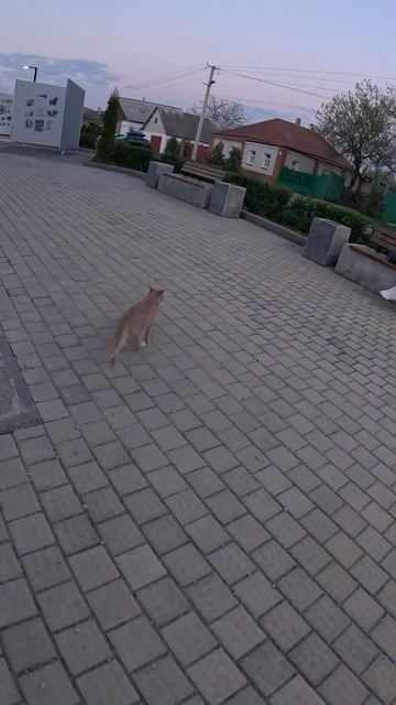 Вишняк весна