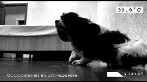 Герцог 2