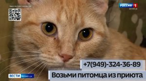 Возьми питомца из приюта