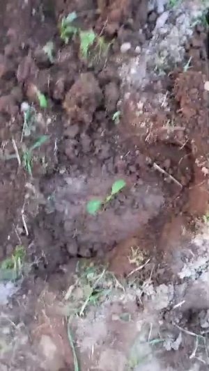 ☆~сажаю капустку~☆