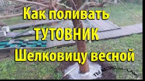 Как поливать ТУТОВНИК шелковицу весной