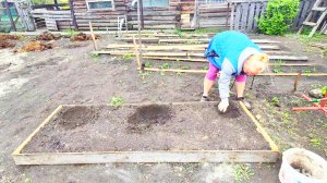 АЛТАЙ,ПОСЕЯЛА ОГУРЧИКИ,НАПАЛИ МУРАВЬИ,ПРОПОЛОЛА КЛУМБУ