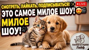 ПОЗИТИВ ГАРАНТИРОВАН ! 💯🤣🐶😺