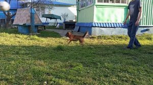 ПРИЕХАЛ СЫН, ХОРОШО ПОМОГ ! На Ужин приготовили шашлык