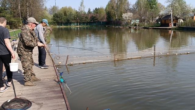 Поимка осетра в малом секторе. РК Липки. смотреть онлайн