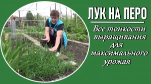 Как получить максимальный урожай зеленого лука Все тонкости выращивания из моего опыта
