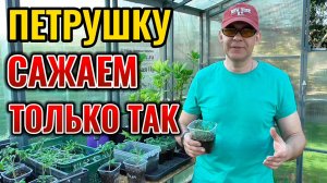 Попробуйте хоть раз так вырастить ПЕТРУШКУ и будете собирать урожай с весны до осени 🌱