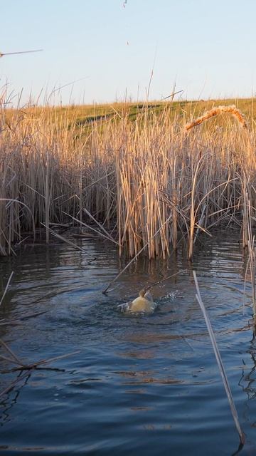 Боковой кивок в деле!  #рыбалка #рыбалканаозере #fishing #кивок #в бок кивок #боковой кивок  #carp