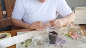 Рассадила кабачок и тыкву. Расцвели мохровые нарциссы.
