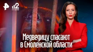 Медведицу спасают всем миром из плена в Смоленской области